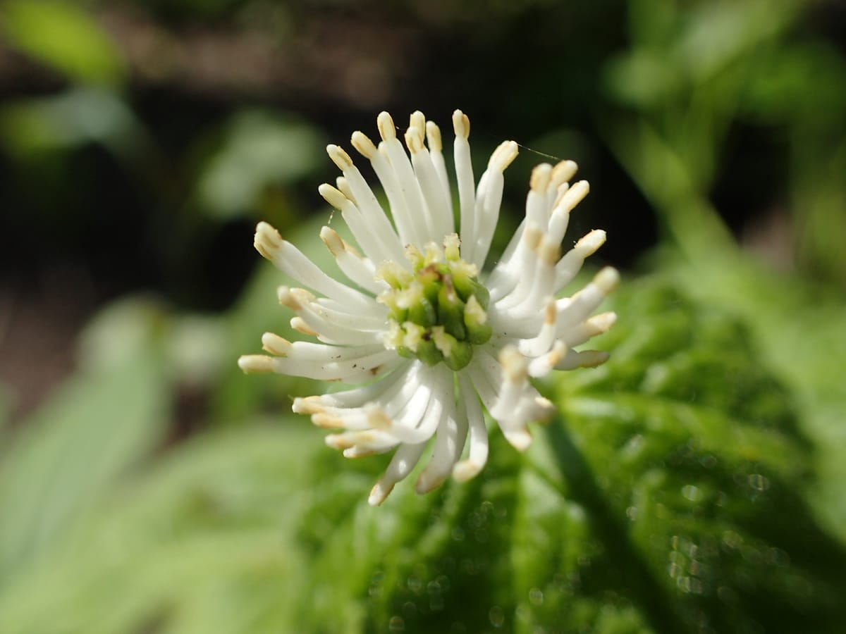 Discover the Wonders of Goldenseal Tea: A Natural Remedy