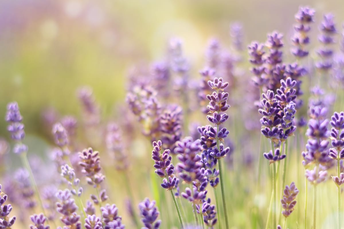 Lavender Petals: Fragrant, Versatile, and Packed with Benefits