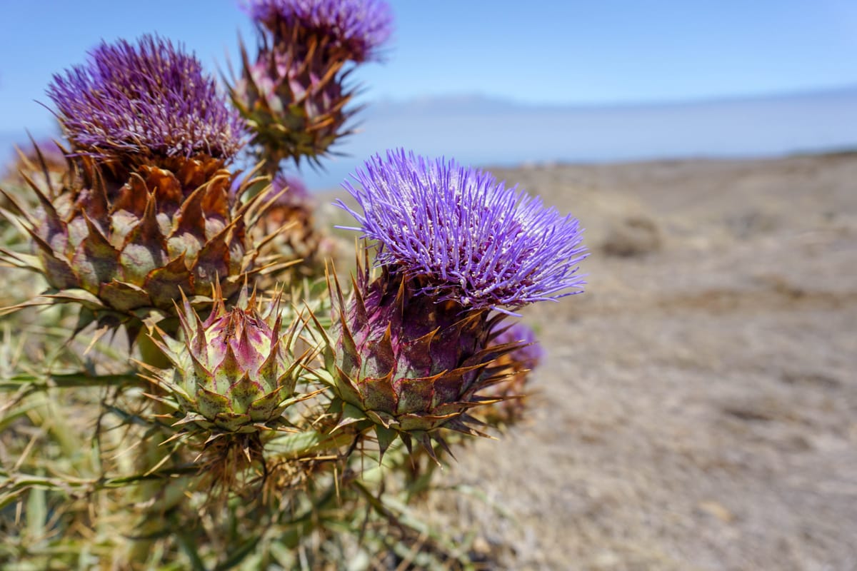 Organic Milk Thistle: Boost Your Liver Health Naturally