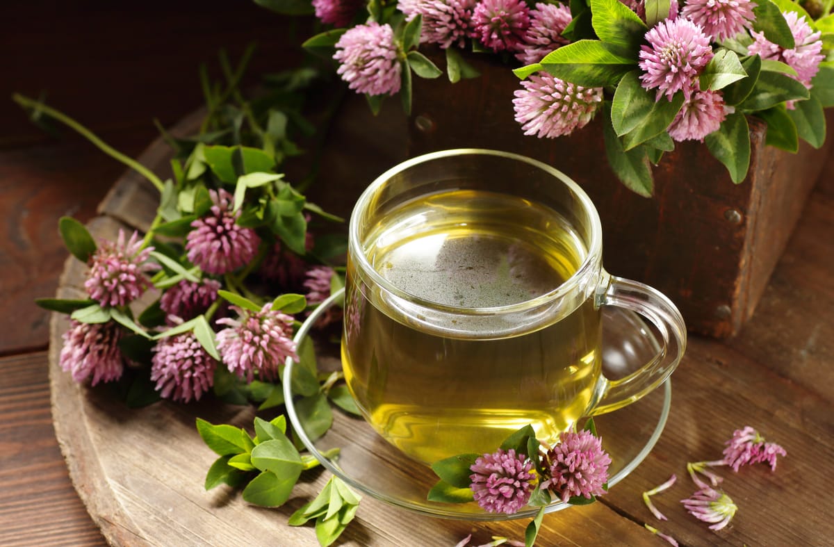 How to Make Red Clover Tea: A Soothing Herbal Brew