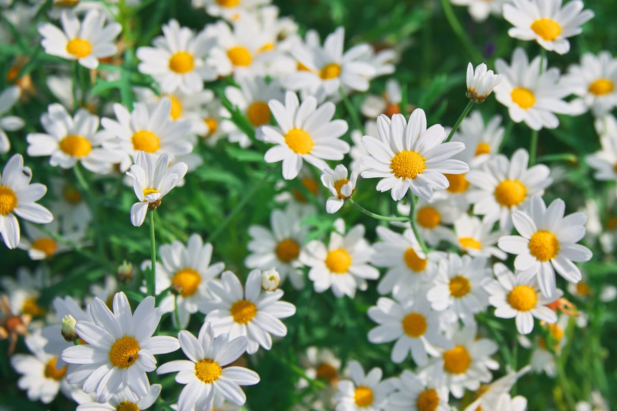 Chamomile: The Soothing Herb for Sleep, Stress, and More