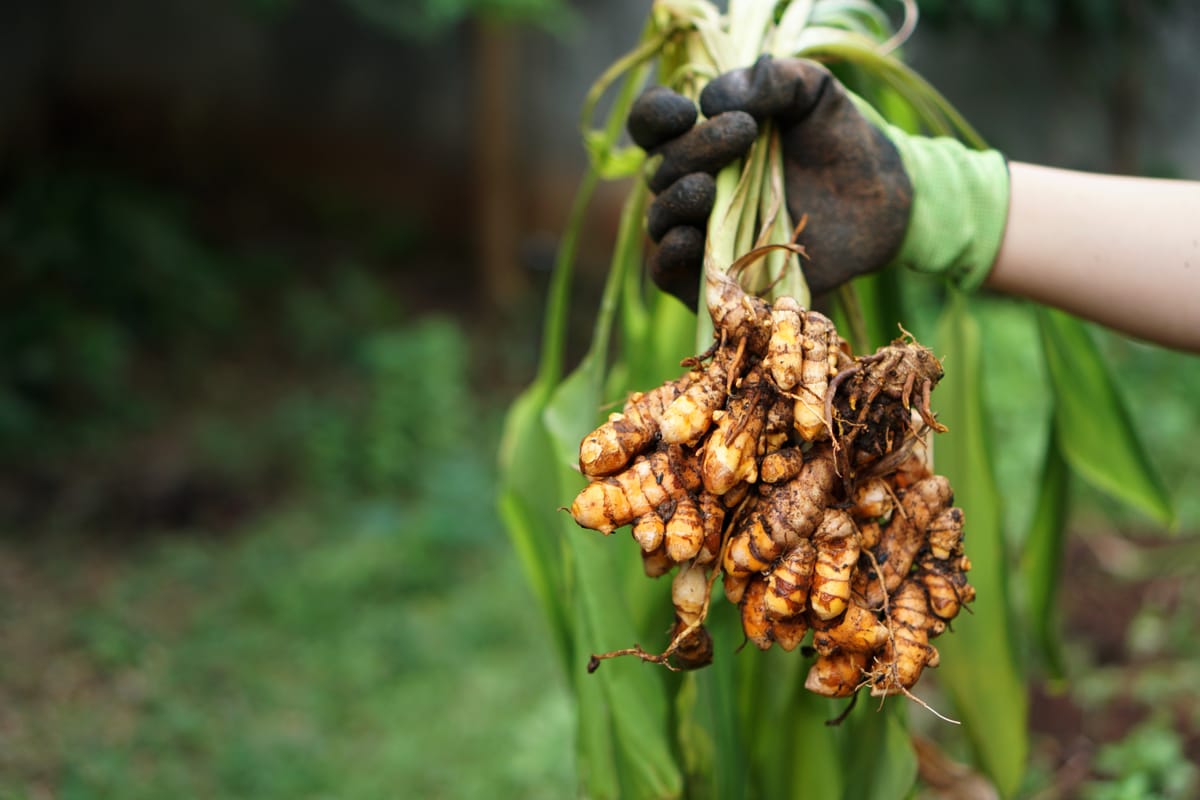 Turmeric Roots: The Golden Spice for Your Health