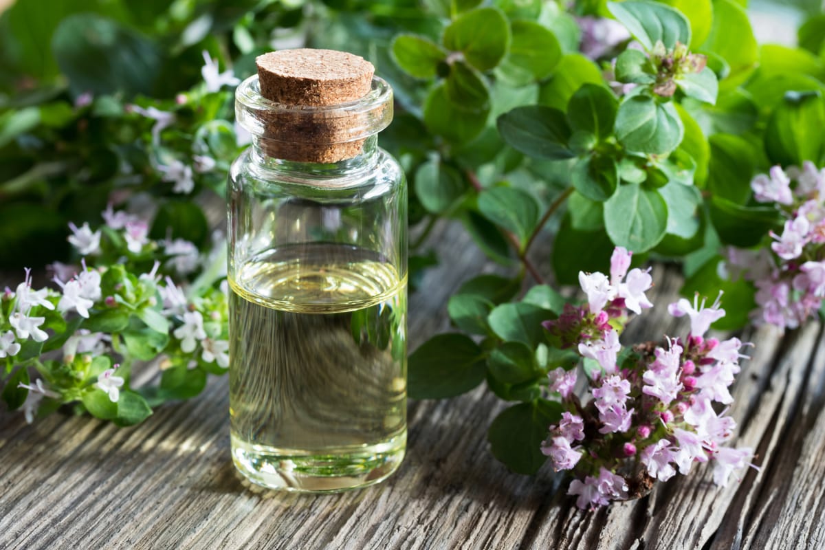 How to Make Wild Oregano Oil at Home for Health Benefits