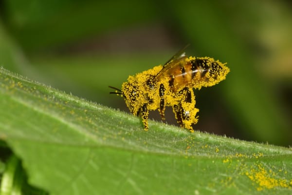 bee covered in pollen