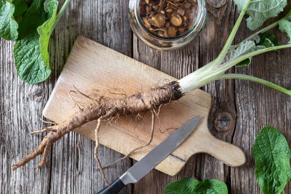 Burdock root on a cutting board, top view