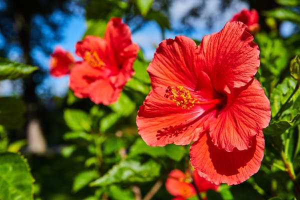 Is Hibiscus Good for Gut Health? Find Out Here