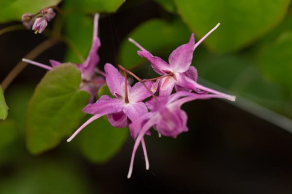 horny-goat-weed