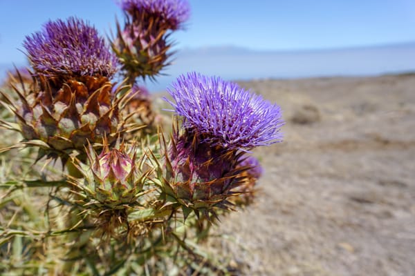 Milk thisle flowers close-up on a blue sky and desert background. Purple blossoms on a sunny day. Medicinal plants.