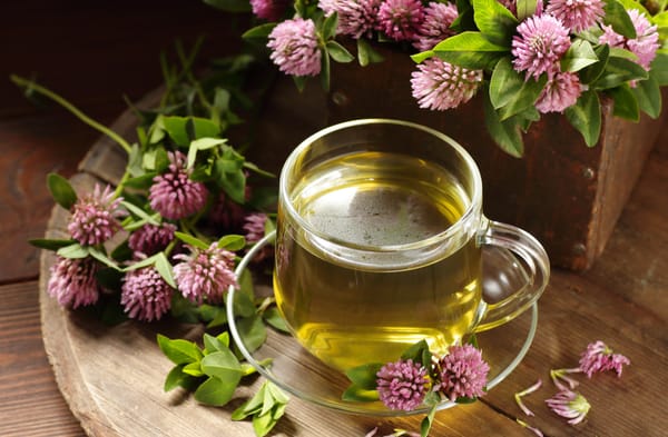 Red clover tea in glass cup on wood on rustic background, herbal drink is good for menopause, bone, heart health